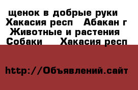 щенок в добрые руки - Хакасия респ., Абакан г. Животные и растения » Собаки   . Хакасия респ.